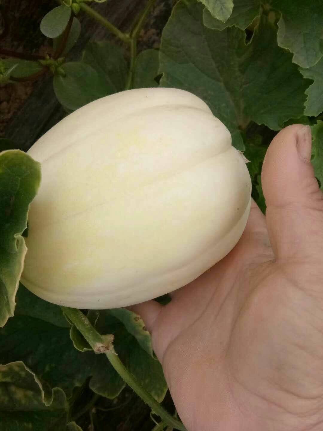 香瓜有几种