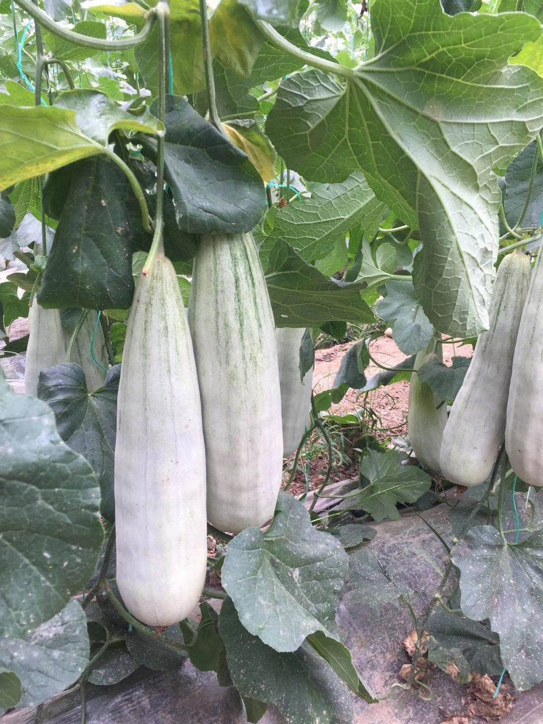 香瓜有几种