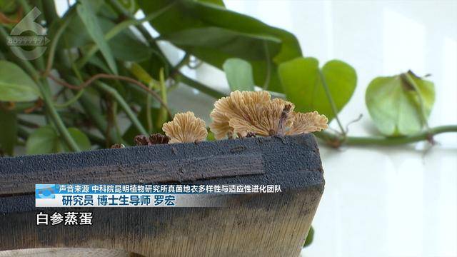 “可以蒸蛋”！昆明一女子家中搓衣板上长菌<strong></p>
<p>低价股票</strong>，品种竟是……
