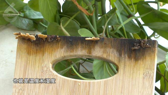 “可以蒸蛋”！昆明一女子家中搓衣板上长菌<strong></p>
<p>低价股票</strong>，品种竟是……