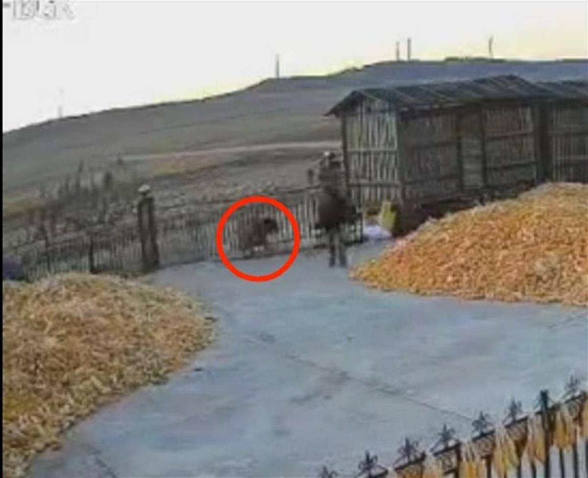 黑龙江一地疑出现老虎进村顶撞农户院门<strong></p>
<p>IBOX</strong>，村民关门躲家中，多部门到场处置