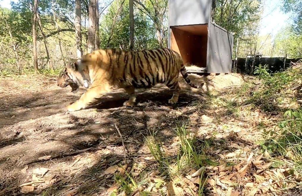 猛虎再下山：东北虎进村咬伤人事件背后的紧急应对和多方治理