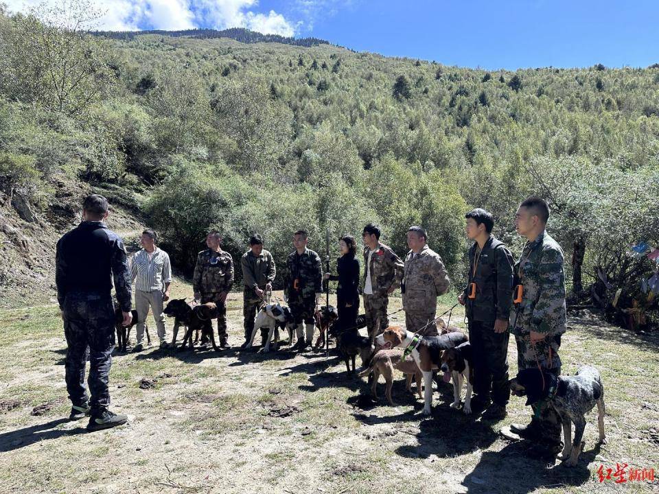 揭秘“野猪猎捕队”丨海拔3000米高山密林<strong></p>
<p>百度超级链数字藏品</strong>，记者跟队直击猎捕野猪全过程