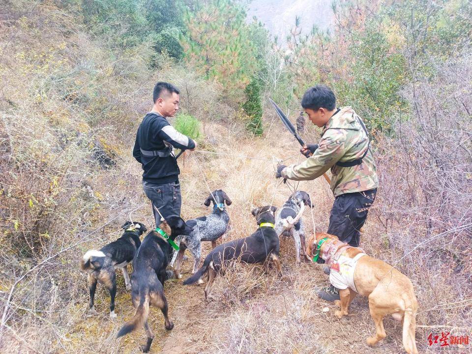 揭秘“野猪猎捕队”丨海拔3000米高山密林<strong></p>
<p>百度超级链数字藏品</strong>，记者跟队直击猎捕野猪全过程