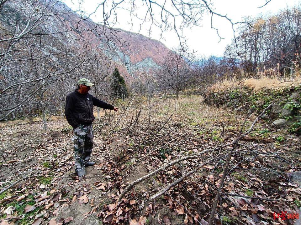 揭秘“野猪猎捕队”丨海拔3000米高山密林<strong></p>
<p>百度超级链数字藏品</strong>，记者跟队直击猎捕野猪全过程
