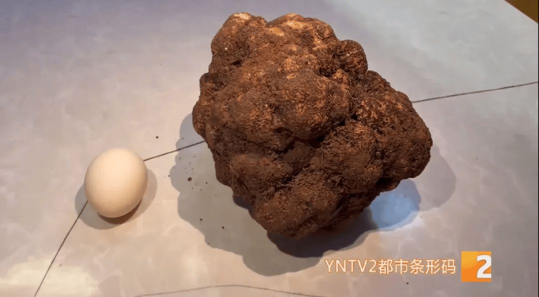 昆明一村民挖到1.7公斤超大松露<strong></p>
<p>百度超级链数字藏品</strong>！“看都看不够”