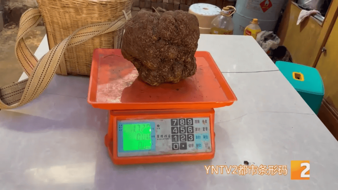 昆明一村民挖到1.7公斤超大松露<strong></p>
<p>百度超级链数字藏品</strong>！“看都看不够”
