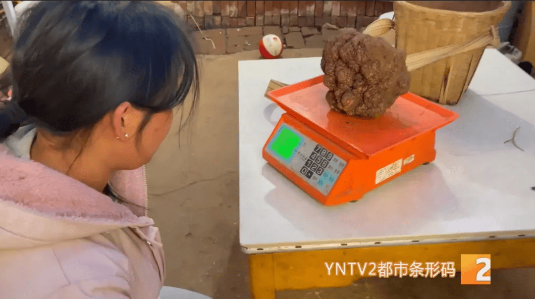昆明一村民挖到1.7公斤超大松露<strong></p>
<p>百度超级链数字藏品</strong>！“看都看不够”