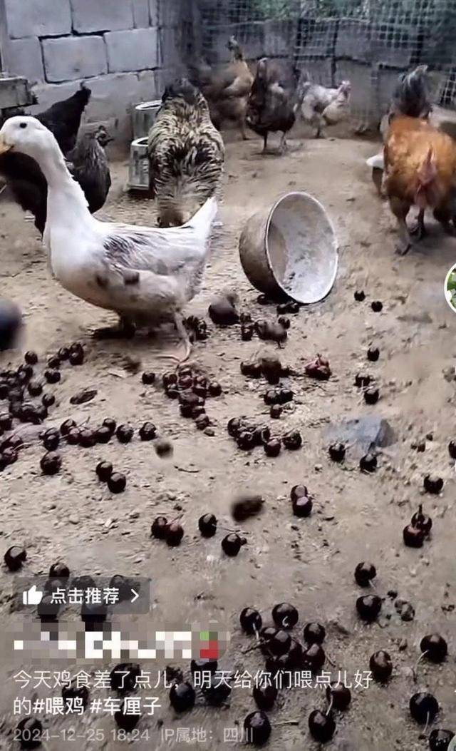 车厘子喂鸡惹争议 四川汉源果农回应：旧视频<strong></p>
<p>云计算</strong>，喂鸡的是“次果”