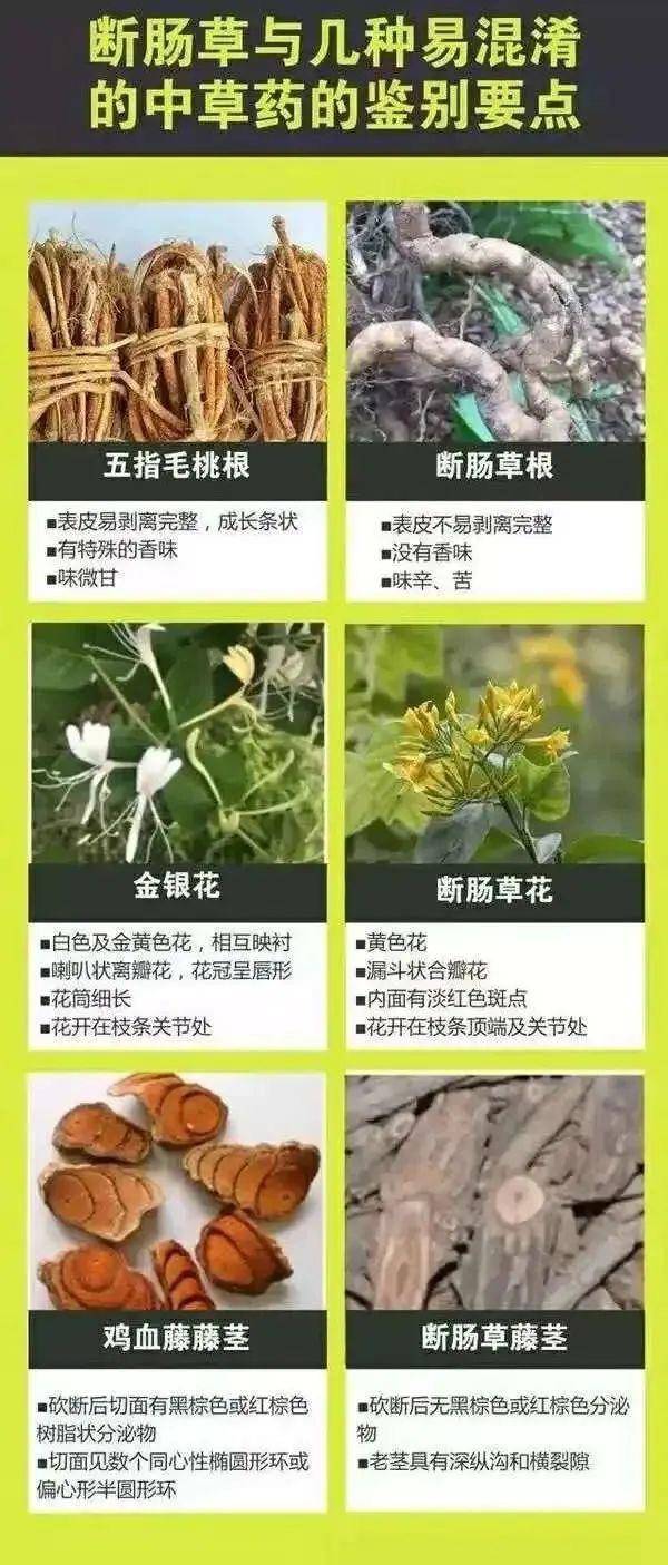 广东一老人买药材煲汤中毒身亡 当地：店铺误售断肠草<strong></p>
<p>去中心化</strong>，老板被拘留