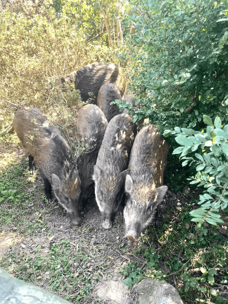 深圳梧桐山网红野猪下崽？市民拍到“一家人整整齐齐”<strong></p>
<p>区块链怎么赚钱</strong>，管理处：天天都有人投喂