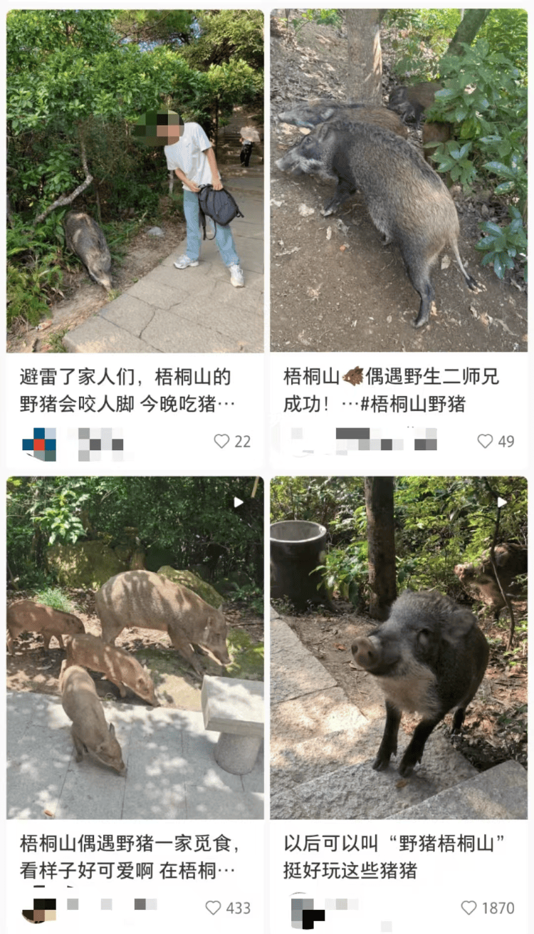 深圳梧桐山网红野猪下崽？市民拍到“一家人整整齐齐”<strong></p>
<p>区块链怎么赚钱</strong>，管理处：天天都有人投喂