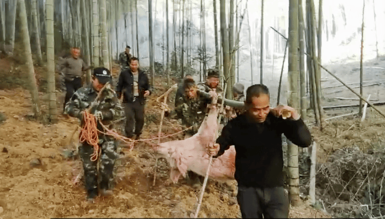 300多斤的猪跳过1.5米高钢板门<strong></p>
<p>投资趋势</strong>，失踪26天，失主：找回时还有280多斤！