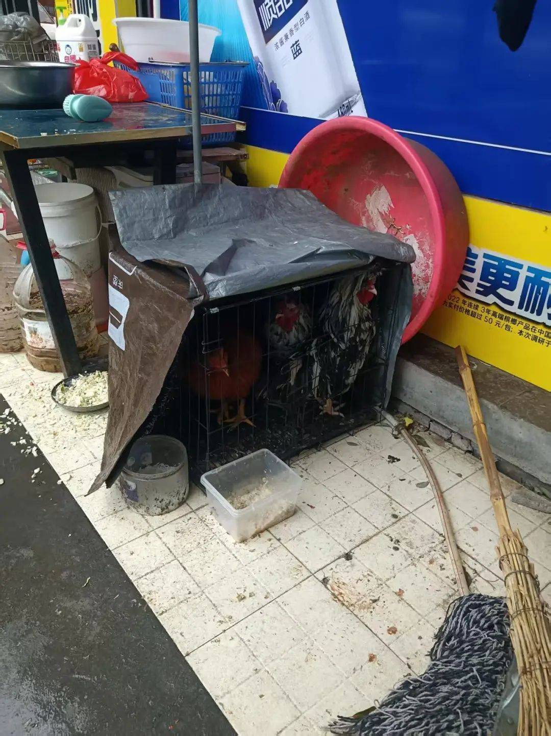 凌晨打鸣到天亮！长沙一小区超市养4只公鸡邻居难入睡<strong></p>
<p>币安BNB</strong>，回应：尽快吃掉