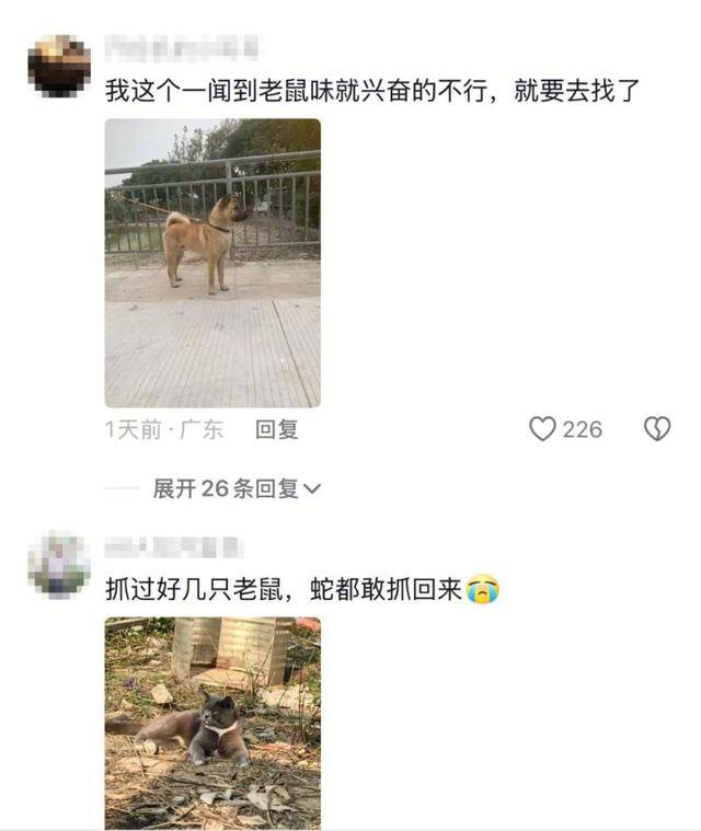 老鼠掉进泳池<strong></p>
<p>周大福股票</strong>，广东大叔出动鸡猫狗团队，结果全被老鼠吓跑！网友坐不住纷纷晒战绩