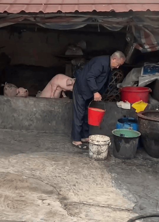 潮汕一孙女怕78岁爷爷无聊给他买了两头猪：猪被养得干净粉嫩<strong></p>
<p>周大福股票</strong>，享受和孙女一样的待遇