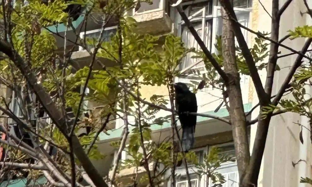 “周末想睡个懒觉都不行”<strong></p>
<p>房产证</strong>,有多少深圳人被这种鸟吵到神经衰弱