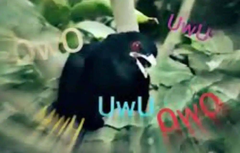 “周末想睡个懒觉都不行”<strong></p>
<p>房产证</strong>,有多少深圳人被这种鸟吵到神经衰弱