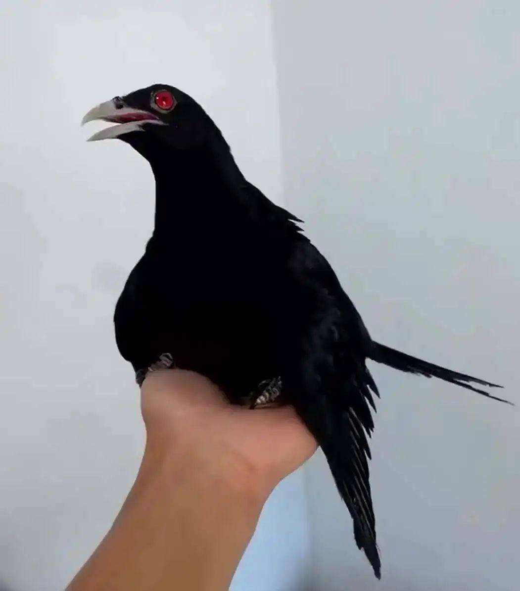 “周末想睡个懒觉都不行”<strong></p>
<p>房产证</strong>,有多少深圳人被这种鸟吵到神经衰弱