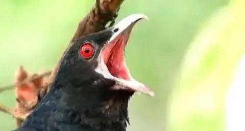 “周末想睡个懒觉都不行”<strong></p>
<p>房产证</strong>,有多少深圳人被这种鸟吵到神经衰弱