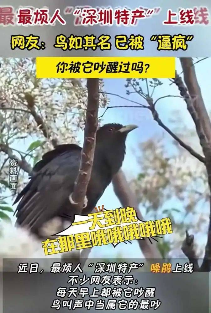 “周末想睡个懒觉都不行”<strong></p>
<p>房产证</strong>,有多少深圳人被这种鸟吵到神经衰弱