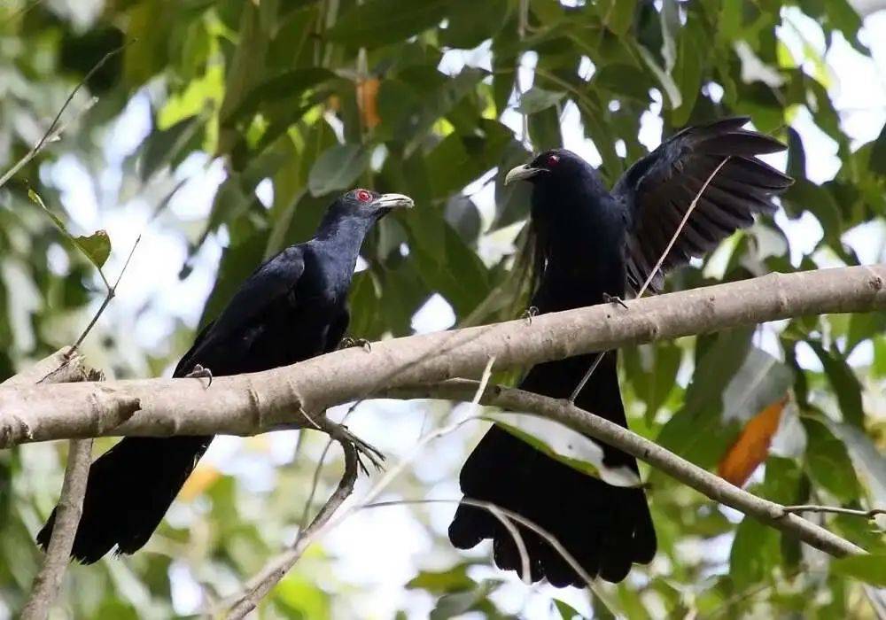 “周末想睡个懒觉都不行”<strong></p>
<p>房产证</strong>,有多少深圳人被这种鸟吵到神经衰弱