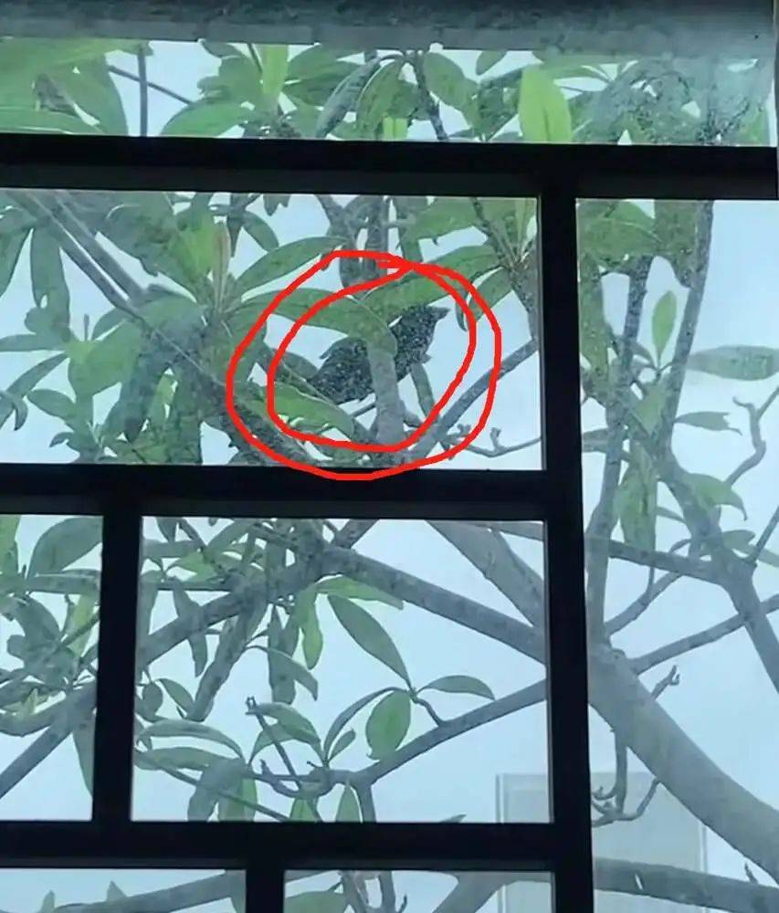 “周末想睡个懒觉都不行”<strong></p>
<p>房产证</strong>,有多少深圳人被这种鸟吵到神经衰弱