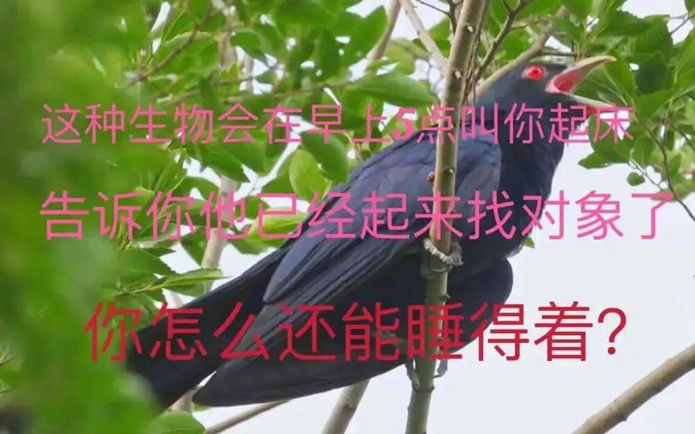 “周末想睡个懒觉都不行”<strong></p>
<p>房产证</strong>,有多少深圳人被这种鸟吵到神经衰弱