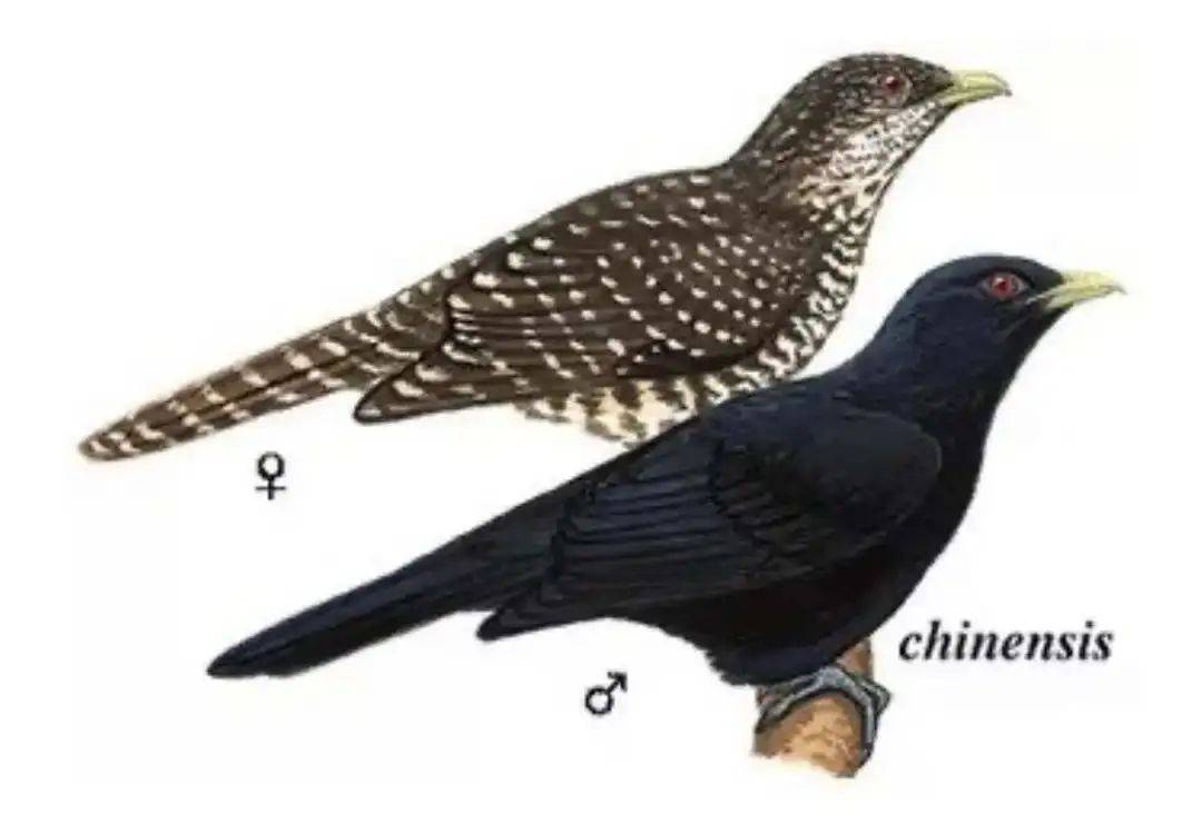 “周末想睡个懒觉都不行”<strong></p>
<p>房产证</strong>,有多少深圳人被这种鸟吵到神经衰弱