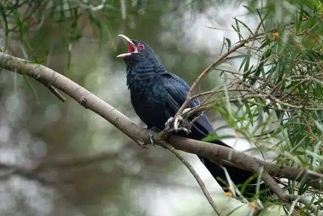 “周末想睡个懒觉都不行”<strong></p>
<p>房产证</strong>,有多少深圳人被这种鸟吵到神经衰弱