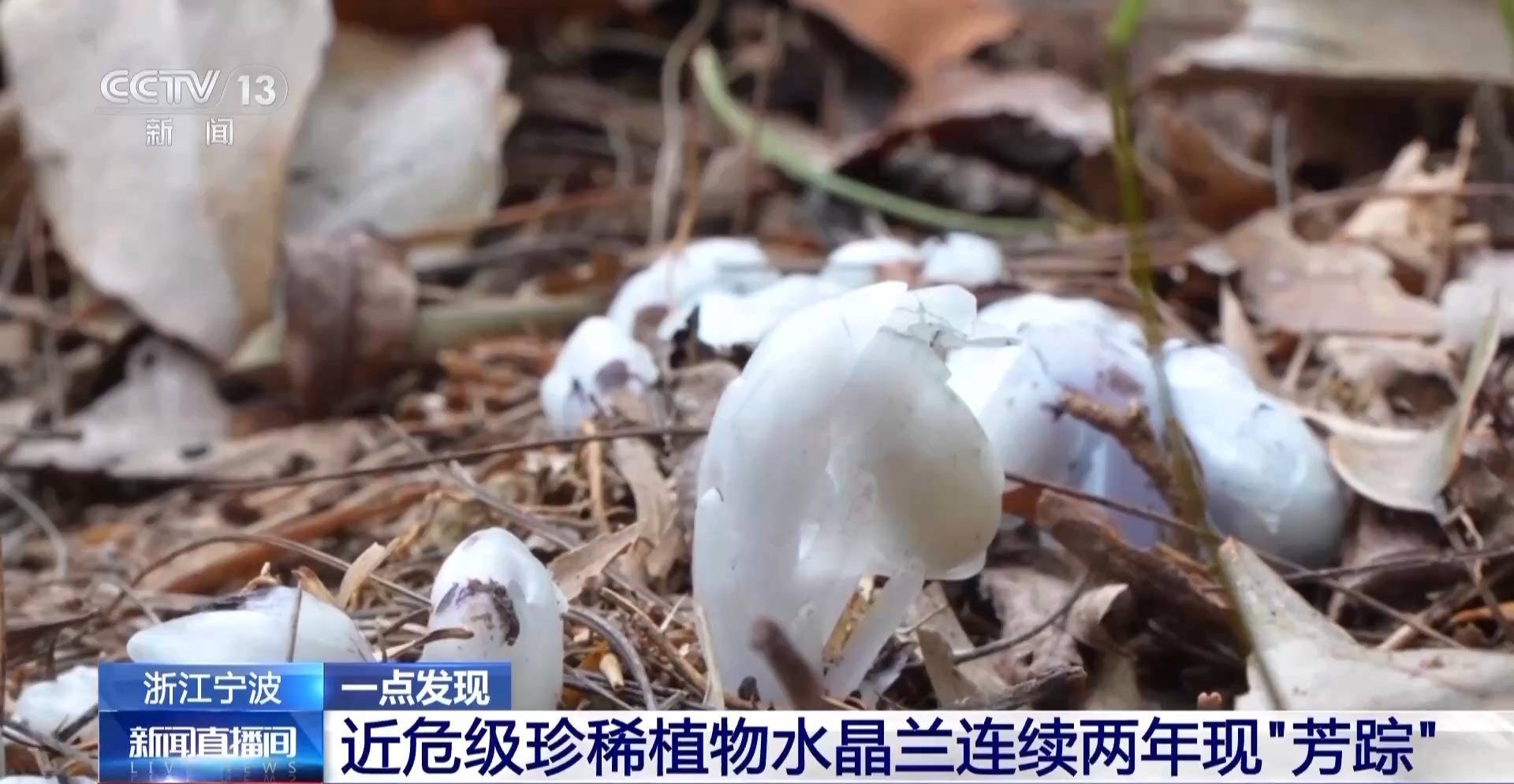 连续两年现身<strong></p>
<p>柬埔寨</strong>！宁波大堰镇再现近危级珍稀植物水晶兰