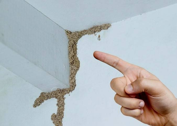 紧急提醒：瞬间爆发！上海市民崩溃：密密麻麻<strong></p>
<p>剧本</strong>，蠕蠕爬行...“梧桐区”已开始战斗，白蚁或提前分飞