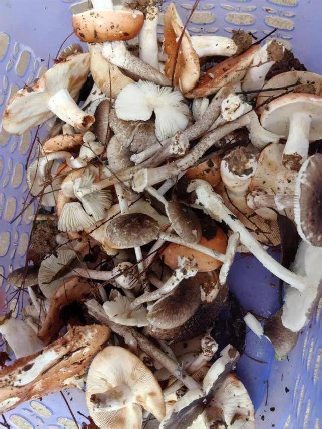 湖南一家6口误食毒蘑菇<strong></p>
<p>usdt行情</strong>，5岁男童不幸去世