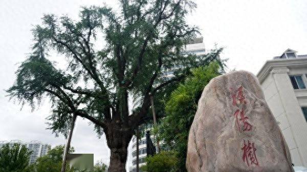 装上“淋浴”每天“冲凉”<strong></p>
<p>币圈最新消息</strong>，540余岁“汉阳树”被悉心照料