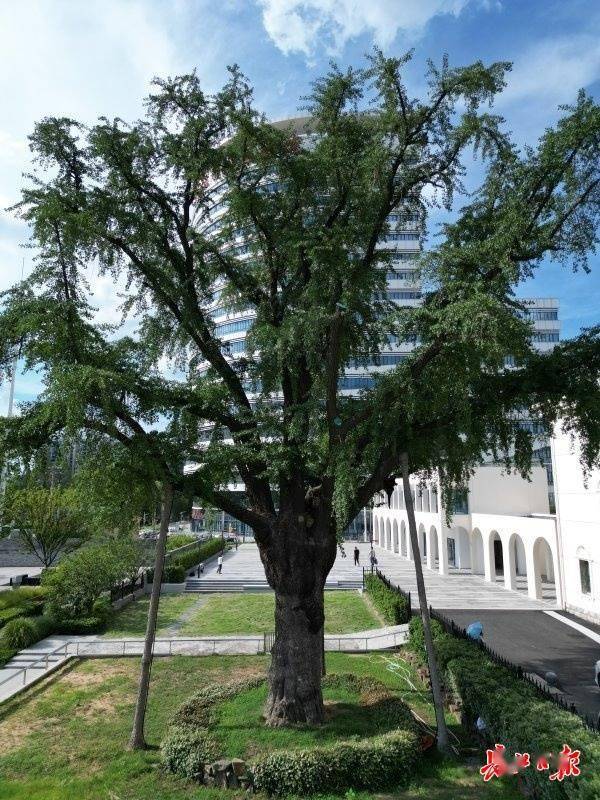装上“淋浴”每天“冲凉”<strong></p>
<p>币圈最新消息</strong>，540余岁“汉阳树”被悉心照料