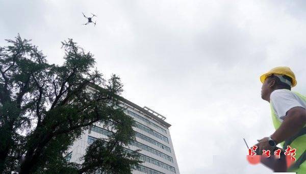 装上“淋浴”每天“冲凉”<strong></p>
<p>币圈最新消息</strong>，540余岁“汉阳树”被悉心照料