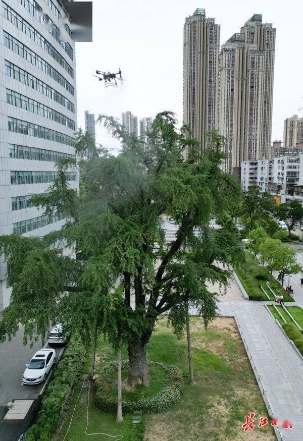 装上“淋浴”每天“冲凉”<strong></p>
<p>币圈最新消息</strong>，540余岁“汉阳树”被悉心照料