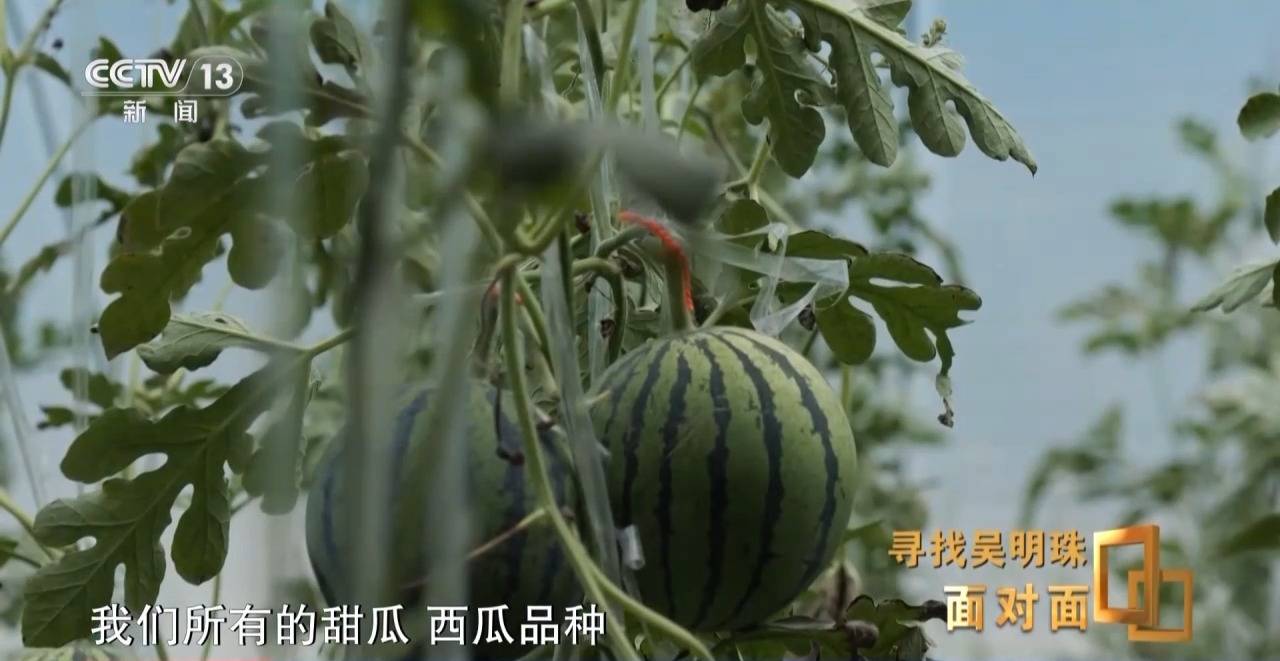 面对面丨中国人的吃瓜自由要感谢她<strong></p>
<p>币圈新手入门</strong>！吴明珠说她的一生就是结几个好瓜献给人民
