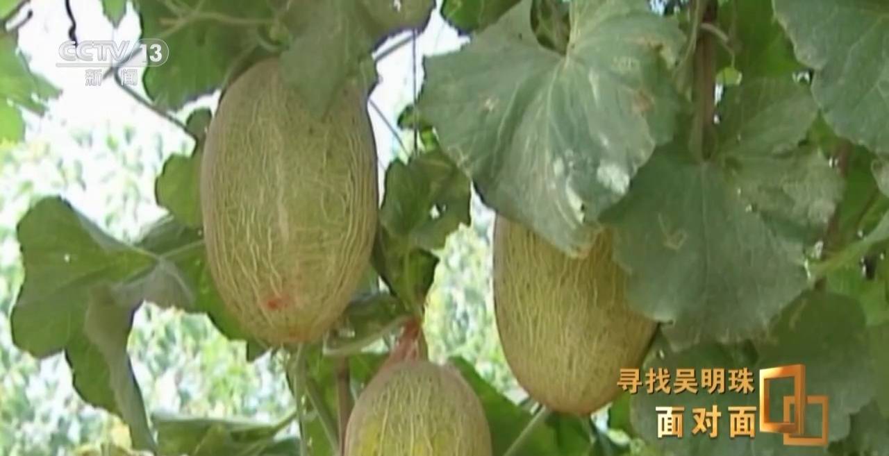 面对面丨中国人的吃瓜自由要感谢她<strong></p>
<p>币圈新手入门</strong>！吴明珠说她的一生就是结几个好瓜献给人民
