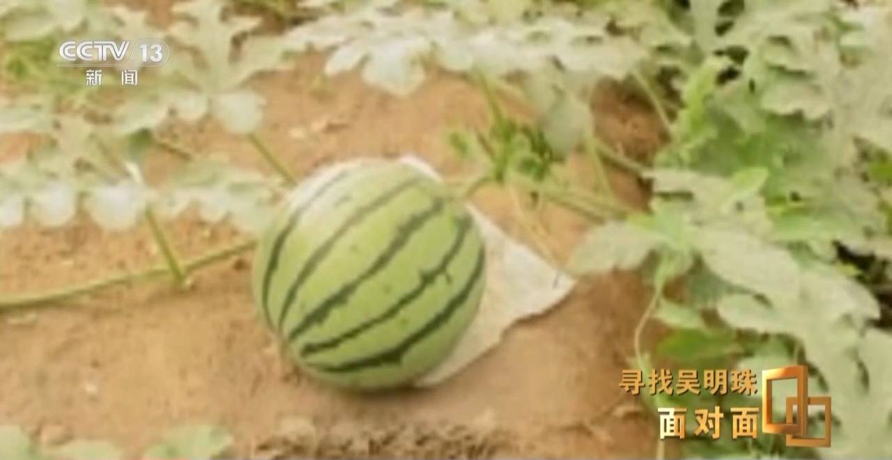 面对面丨中国人的吃瓜自由要感谢她<strong></p>
<p>币圈新手入门</strong>！吴明珠说她的一生就是结几个好瓜献给人民