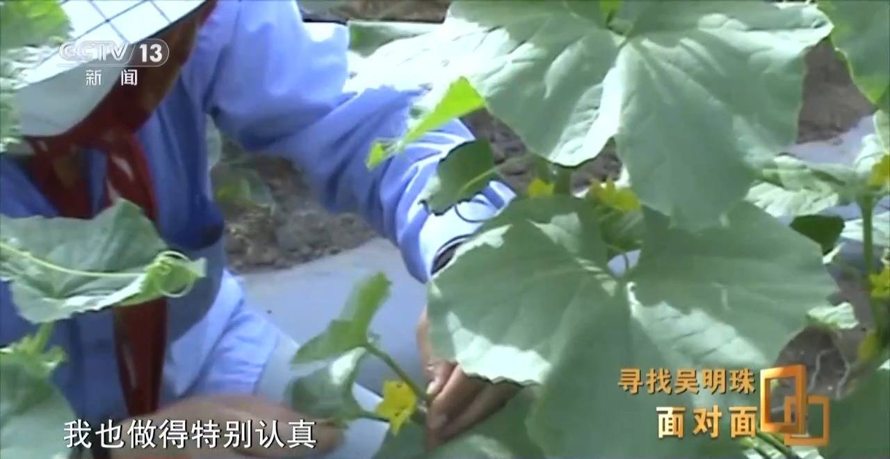 面对面丨中国人的吃瓜自由要感谢她<strong></p>
<p>币圈新手入门</strong>！吴明珠说她的一生就是结几个好瓜献给人民
