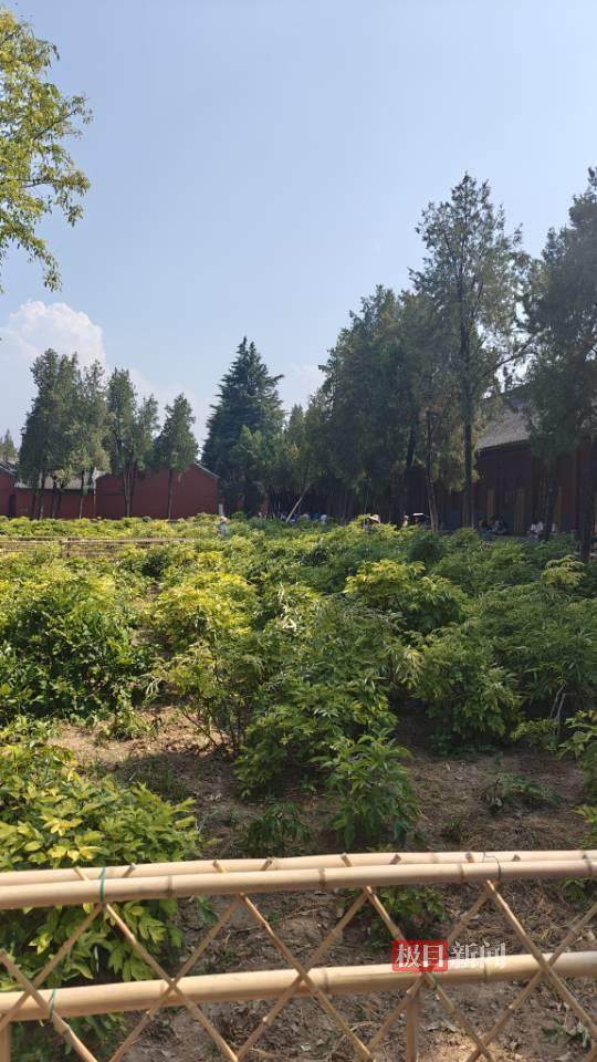 印乐方丈管理下的白马寺：僧人顶着高温种地<strong></p>
<p>币圈新手入门</strong>，义工称寺里秉承农禅并重