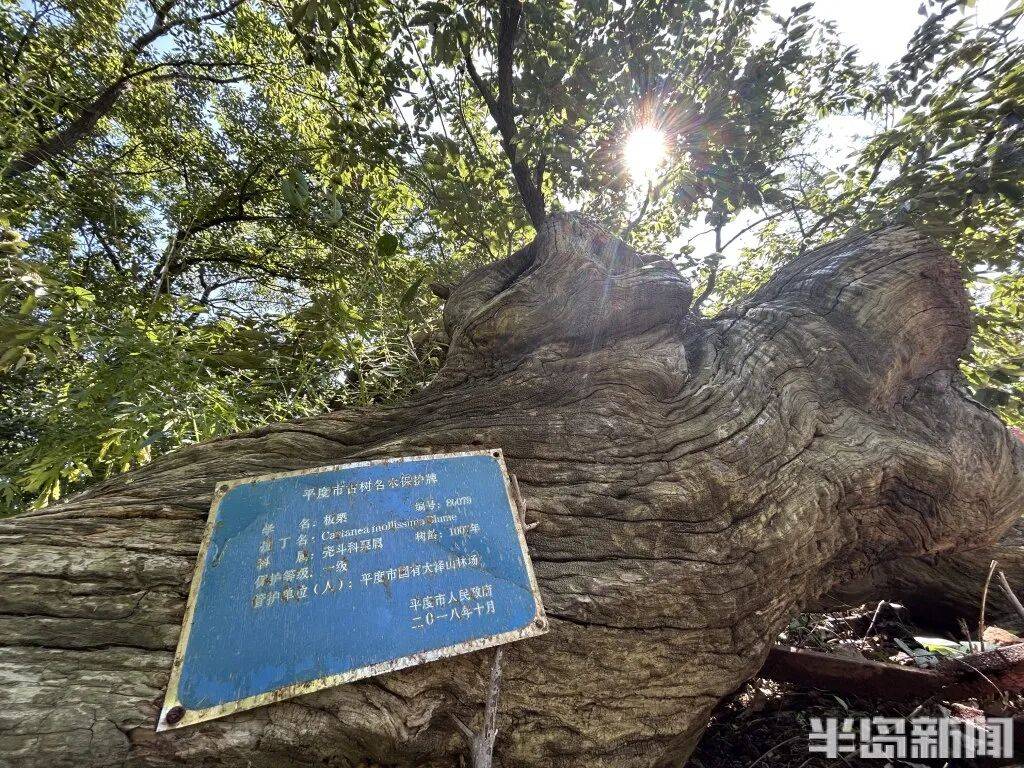 1014岁！青岛这棵“千年树王”<strong></p>
<p>非小号官网</strong>，主干碳化严重，镂空处能站两人！每年仍可结果数十斤→
