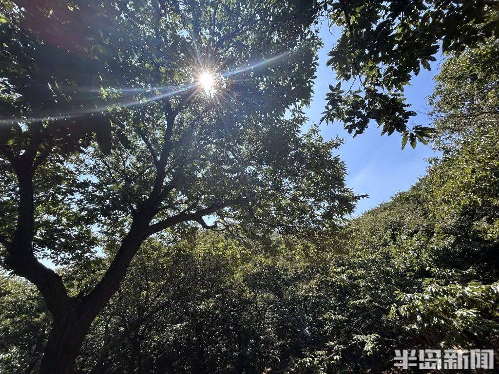 1014岁！青岛这棵“千年树王”<strong></p>
<p>非小号官网</strong>，主干碳化严重，镂空处能站两人！每年仍可结果数十斤→