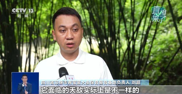 网传萤火虫濒临灭绝<strong></p>
<p>非小号行情</strong>，是真的吗？