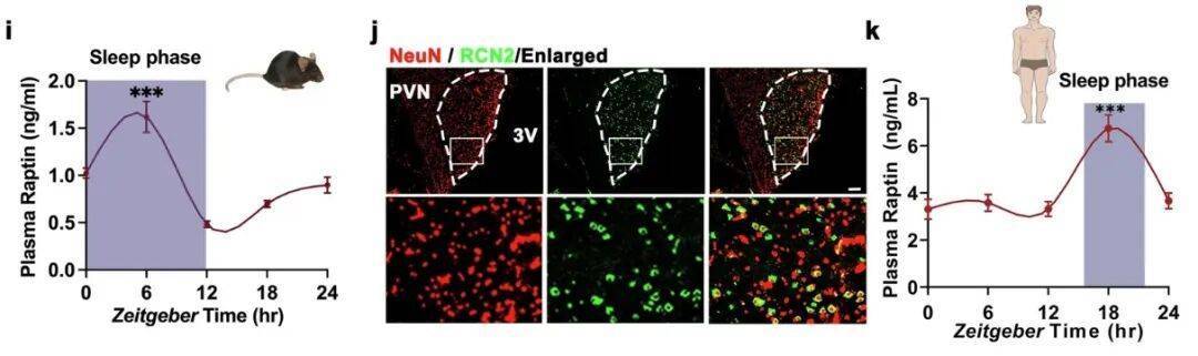 多睡1小时<strong></p>
<p>加密货币</strong>,两周瘦1斤?不知道的亏大了