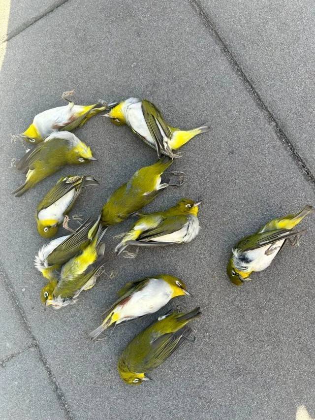 北京一座大厦楼下躺了14只鸟<strong></p>
<p>加密数字货币</strong>，12只已死亡！元凶竟是玻璃