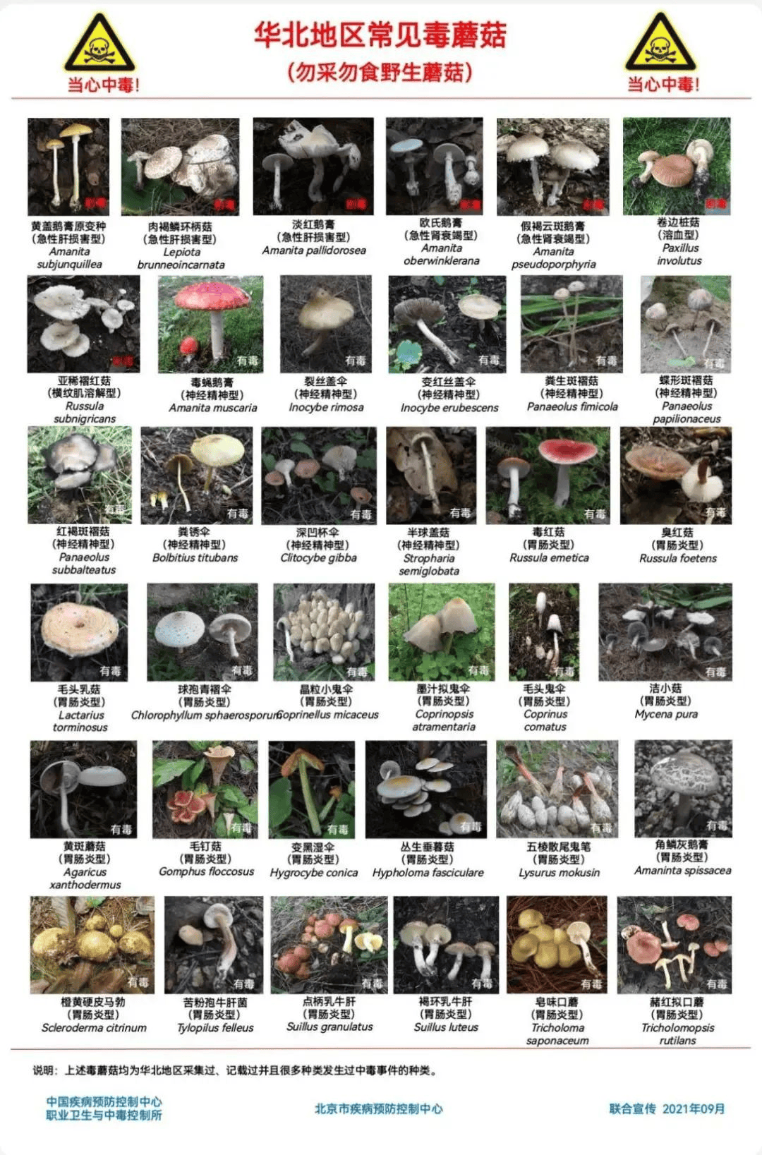 网红发文悼念婆婆:吃了邻居送的蘑菇中毒<strong></p>
<p>加密数字货币</strong>,抢救四天四夜死亡!这些蘑菇避毒原则可能是陷阱→