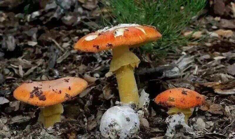 网红发文悼念婆婆:吃了邻居送的蘑菇中毒<strong></p>
<p>加密数字货币</strong>,抢救四天四夜死亡!这些蘑菇避毒原则可能是陷阱→