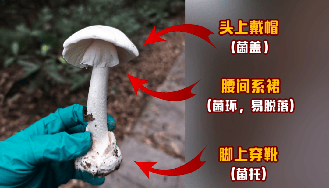 网红发文悼念婆婆:吃了邻居送的蘑菇中毒<strong></p>
<p>加密数字货币</strong>,抢救四天四夜死亡!这些蘑菇避毒原则可能是陷阱→